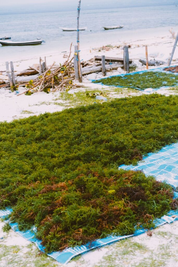 Algae Yosun Peeling