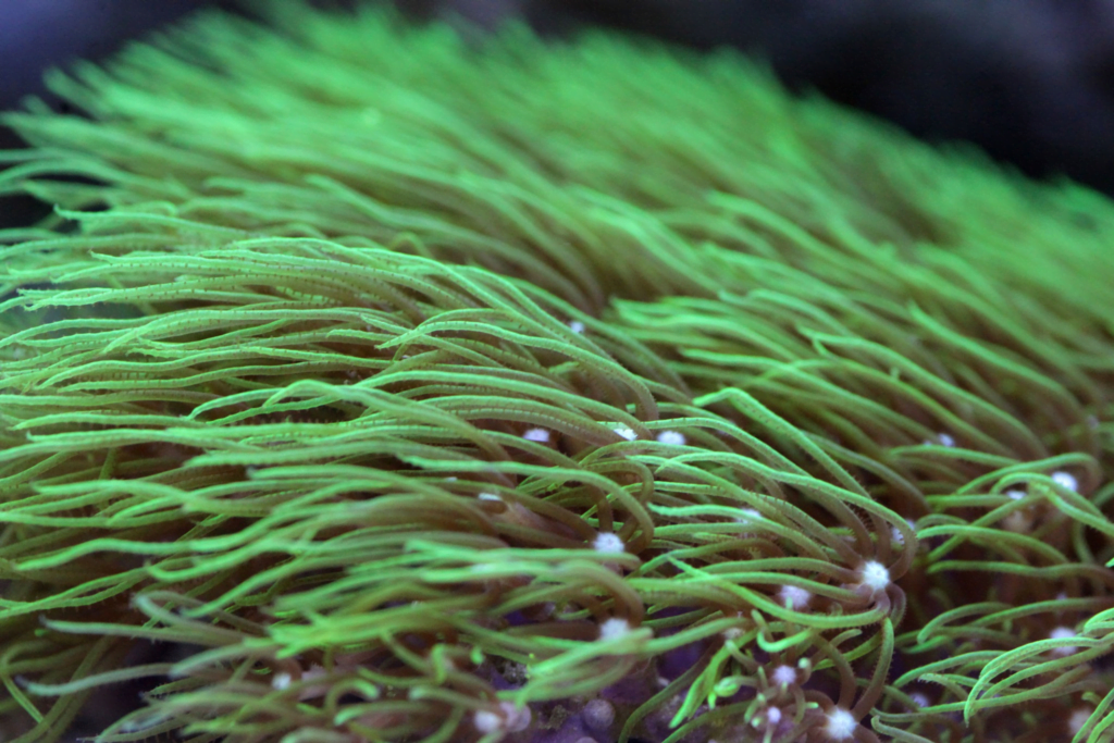 Algae Yosun Peeling Hakkında Merak Edilen Sorular