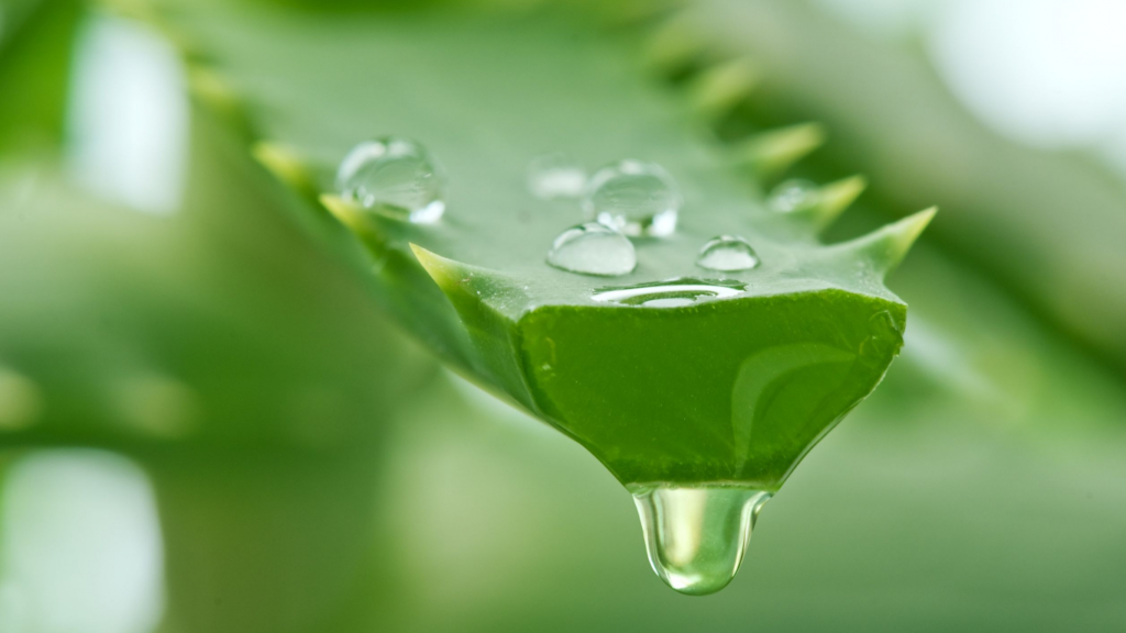 Yosun peelingi mi, aloe vera jel mi? Hangisi sivilceleri daha iyi yatıştırır?