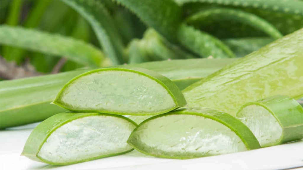 Yosun peelingi mi, aloe vera jel mi? Hangisi sivilceleri daha iyi yatıştırır? 1